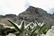 50 Stelle alpine con Arera nord